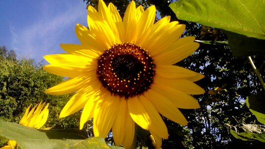 Yellow flower of sunflower summer