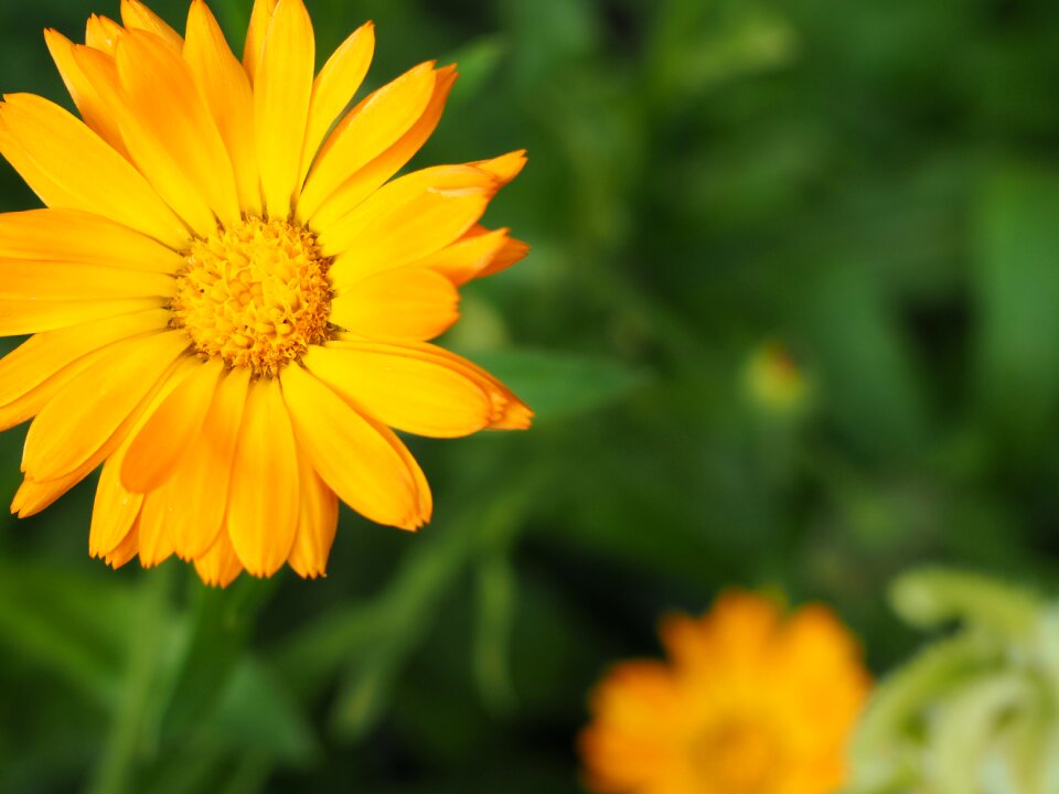 Blossom bloom medicinal plant photo