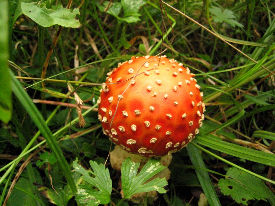 Amanita mushroom forest