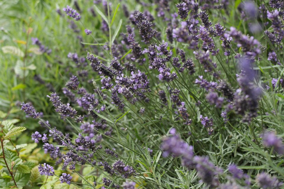 Arboretum flowers flower gardens