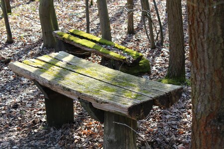 Bank wood nature photo