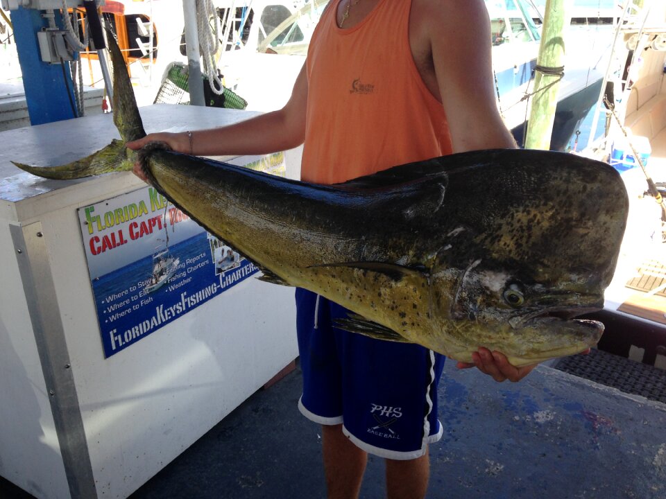Key west fish strange