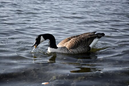 Wildlife animal goose photo