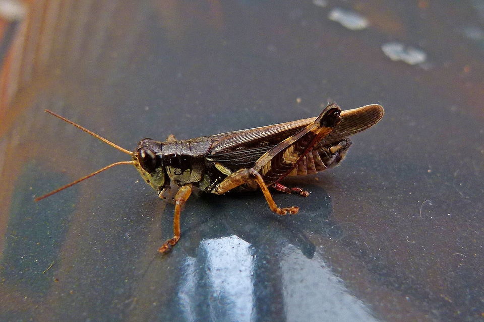 Nature animal macro