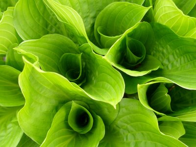Plant leaf bright