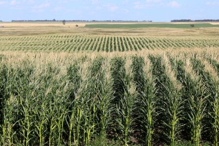 Agriculture harvest farming