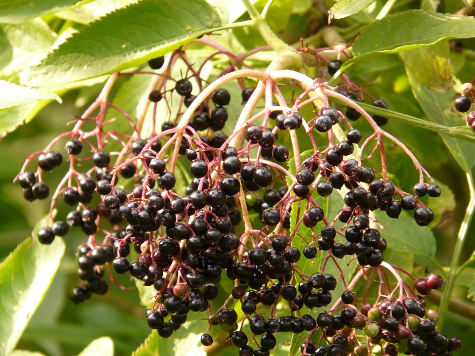 Holler elderberries black
