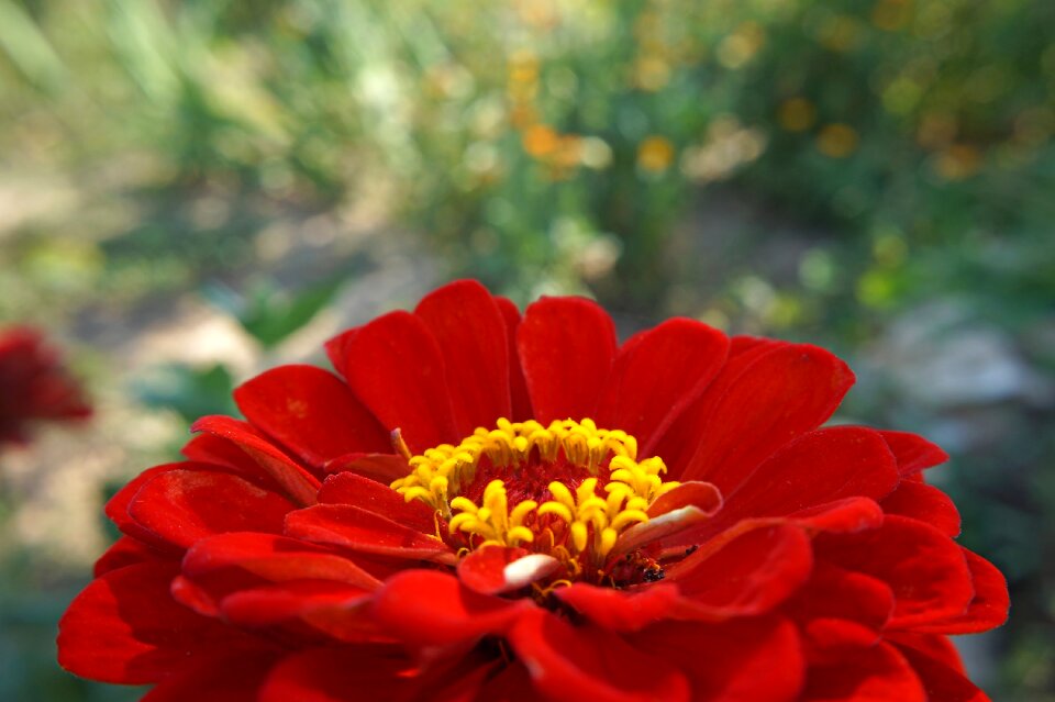 Red flower summer nature
