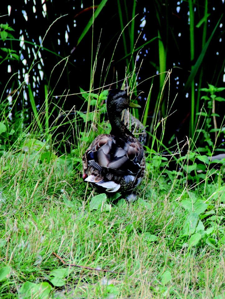 Duck animals volatile