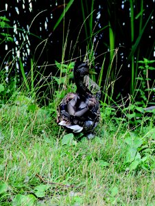 Duck animals volatile