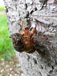 Ecdysis insects fix