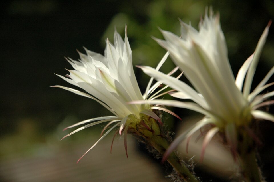 Nature floral petal