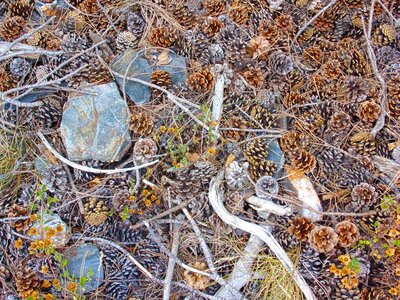 Nature pierre pinecone