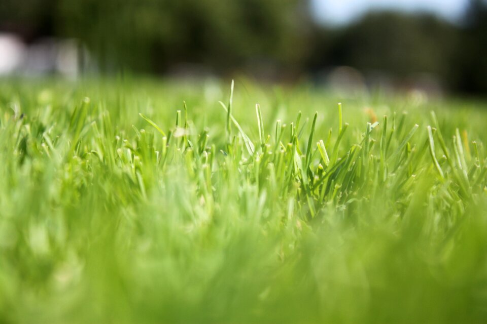 Canon close up green