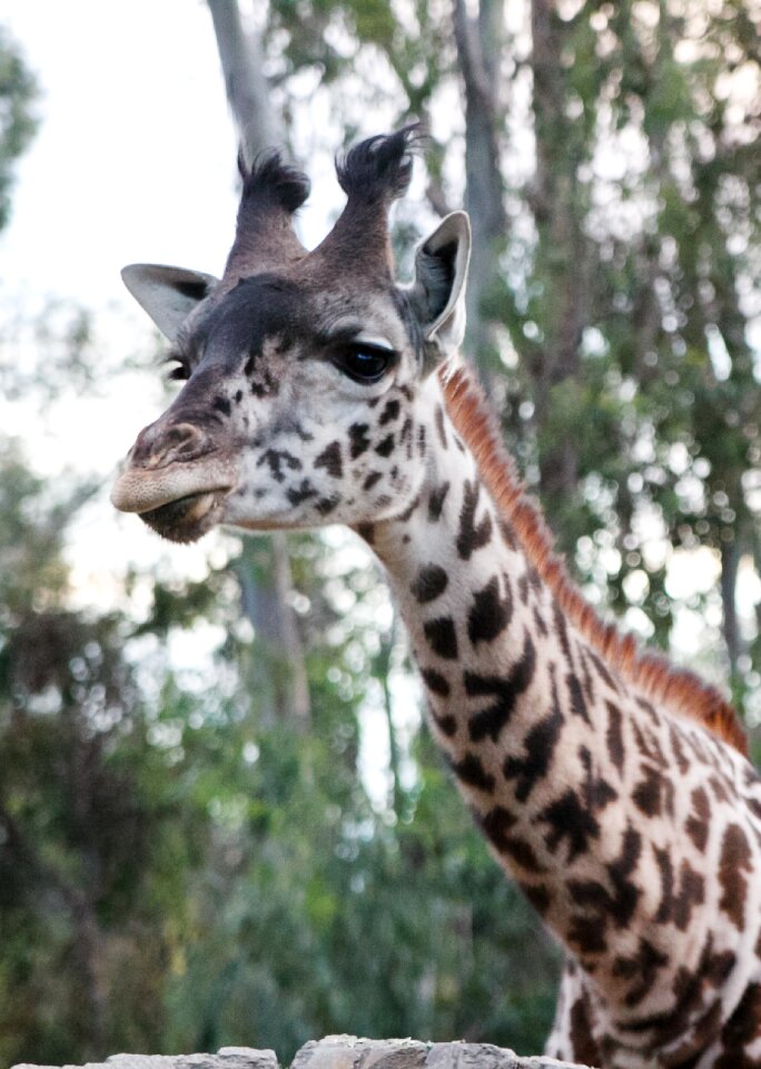 Cute africa nature