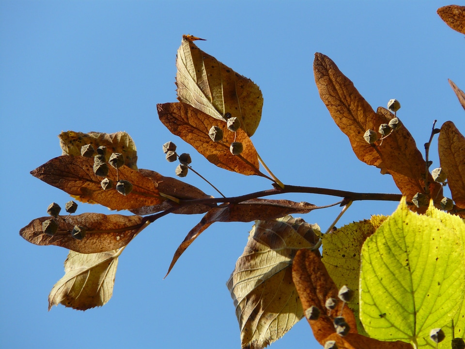 Winter linde stone linde tilia cordata