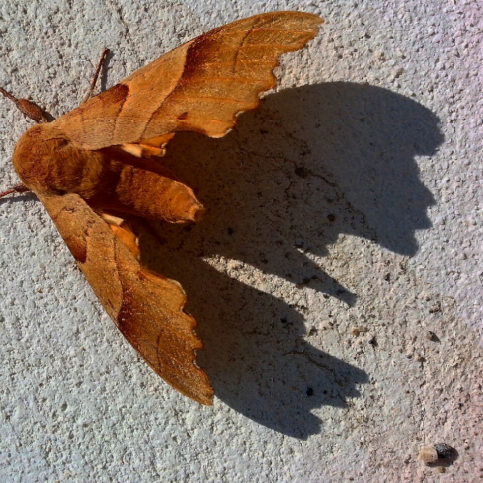 Silhouette insect animal