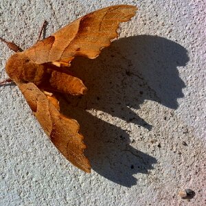 Silhouette insect animal