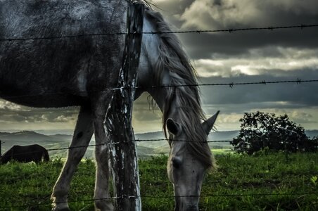 Field horse horse farm photo