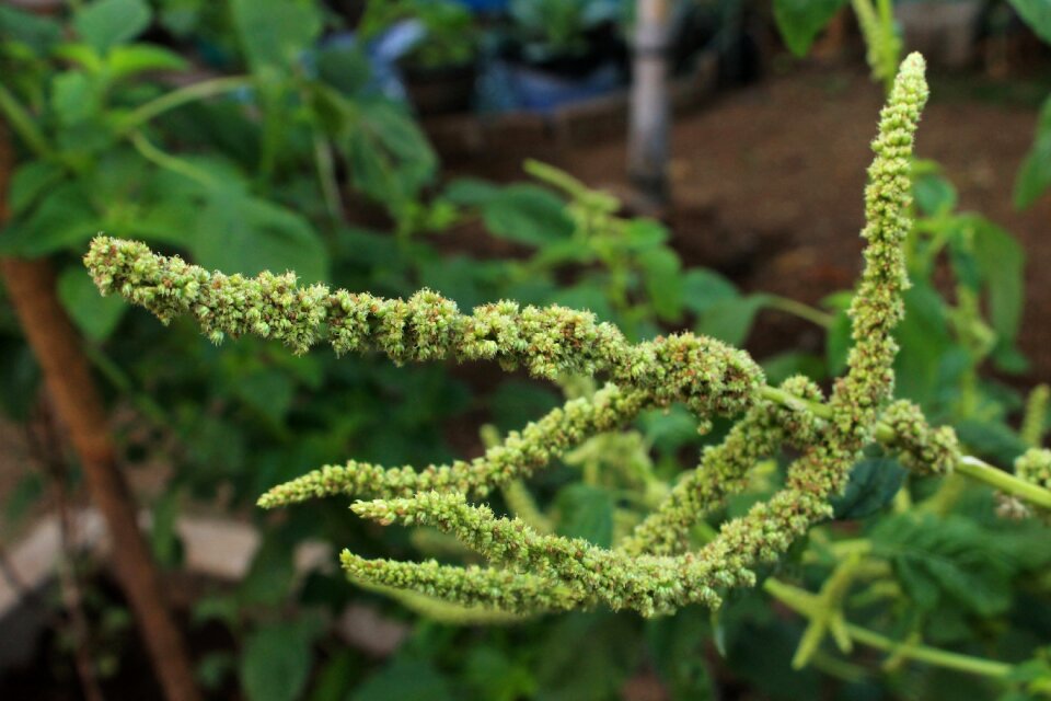 Plant flora