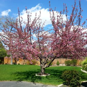 Pink blooms spring