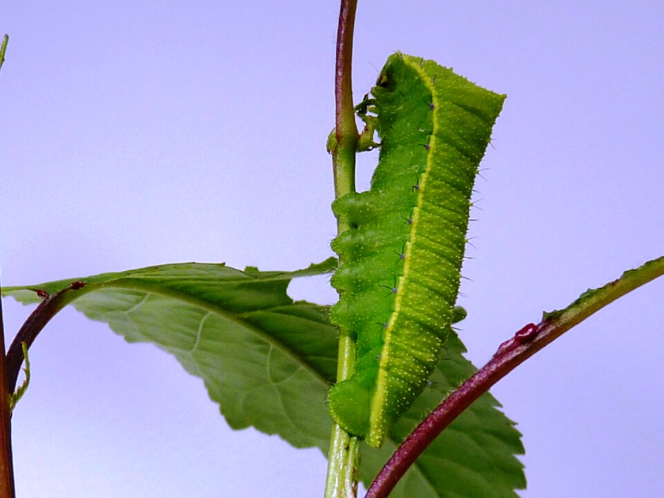 Caterpillar butterfly insects