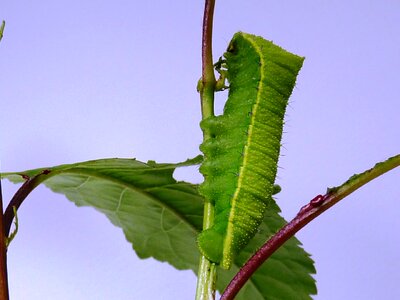 Caterpillar butterfly insects