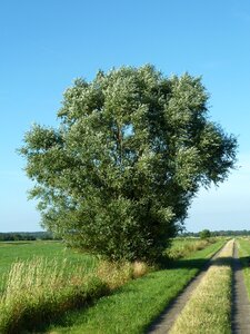 Landscape plant green