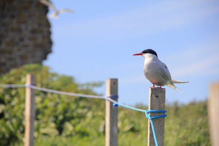 Fence wildlife photo