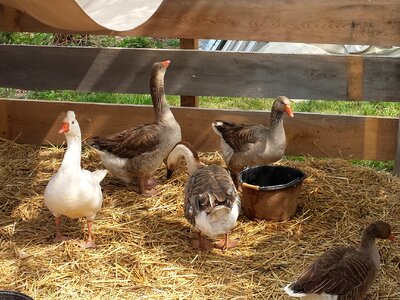 Farm poultry goose