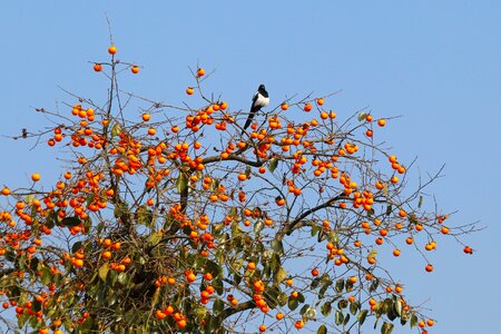 Natural fruit trees persimmon