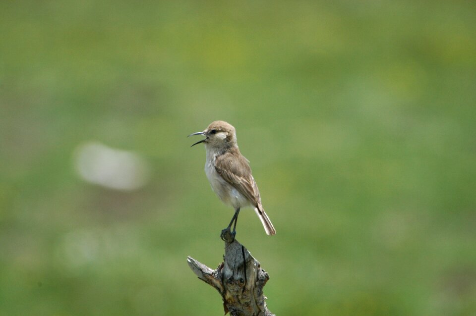Wild bird ruoergai grassland