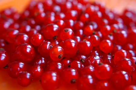 Ripe berry blackcurrant red fruit