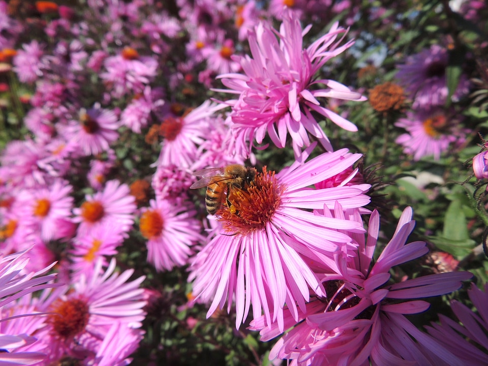 Bee insect purple