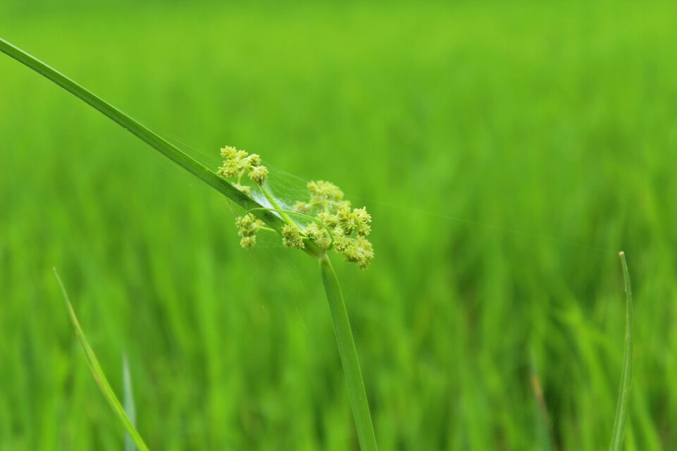 Rice field grass field
