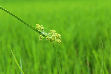 Rice field grass field photo