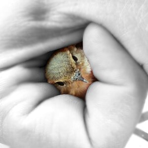 The prisoner black and white kinglet