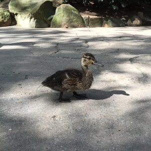 Water bird duckling