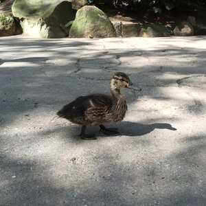 Water bird duckling photo