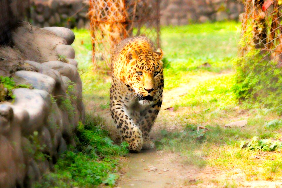 Wildlife nature wild