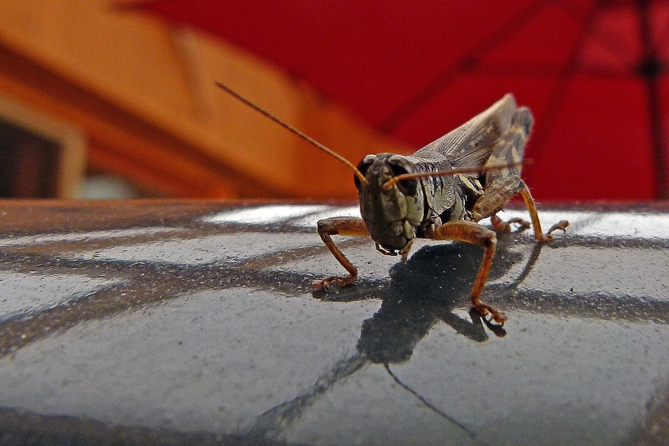 Animal nature macro