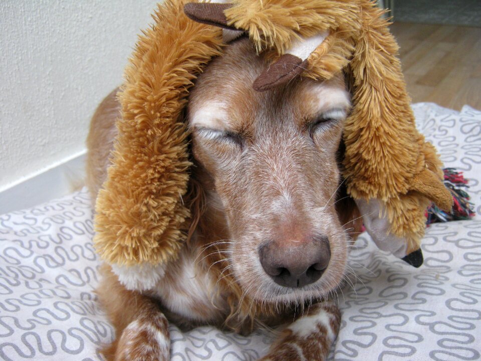 Spaniel crazy animal