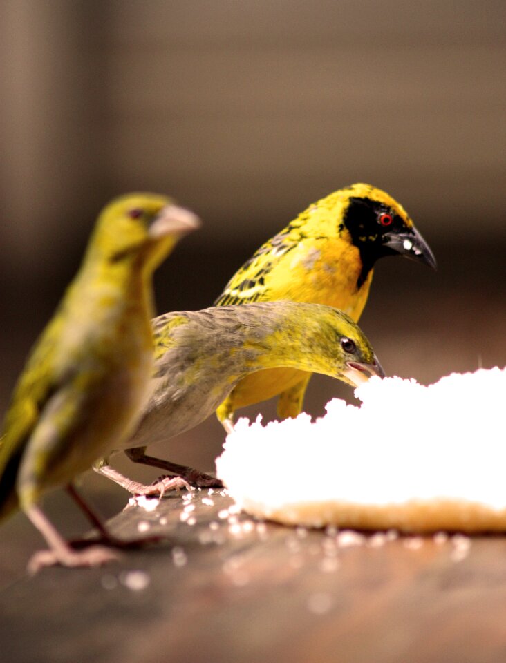 Bird feeding nature watching