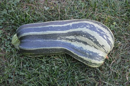 Garden vegetables zucchini