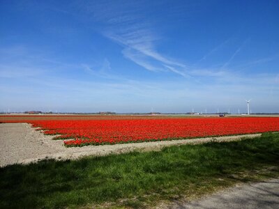 Spring tulip field blue sky