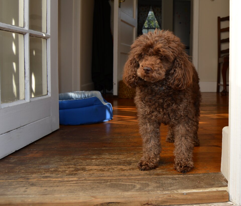 Canine cute domestic