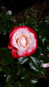 Red white garden