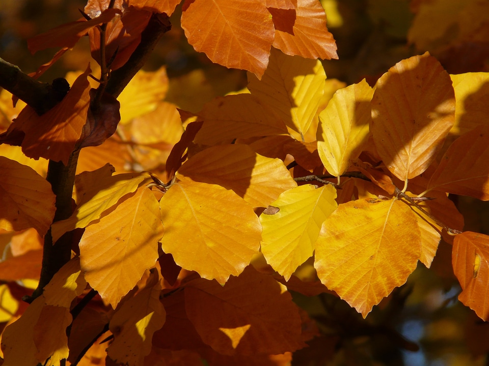 Deciduous tree golden autumn golden october
