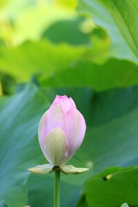 Flowers pond aquatic plant