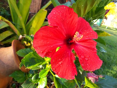 Red flower garden wake up